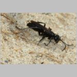 Anoplius concinnus - Wegwespe w03a 10mm OS-Wallenhorst-Sandgrube-det.jpg